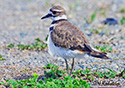 Charadrius vociferus